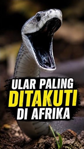 Black Mamba: Cepat, Mematikan, dan Bikin Panik 😨