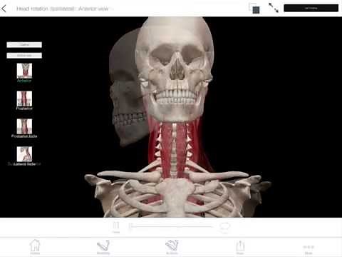 Learn@Visible Body - Head Rotation (Contralateral)
