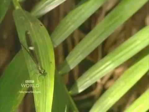 Killer Lakes (BBC Documentary)