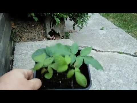 Growing hickory trees from hickory nuts!!