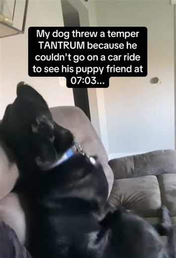 Even the sneeze at the end was dramatic😂😂 #RoadTo19M #Pubity (Kara Walker via ViralHog)