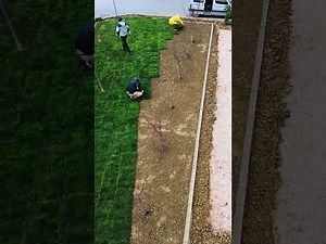 Perfect Lawn in One Day! | Natural Grass Turf Installation (Step by Step)