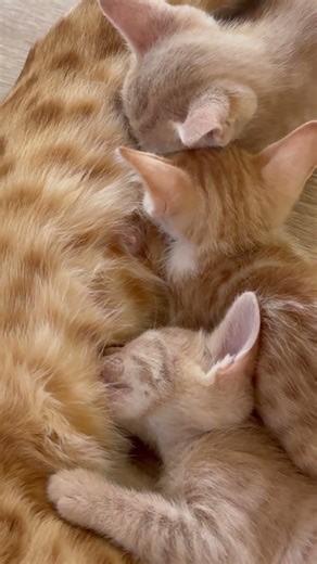 Leyla becoming a mother