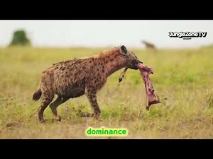 Spotted Hyena: Africa's Bone-Crushing Predator | Wildlife Documentary