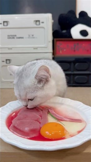 Dinner time for kitten! Eating cat video