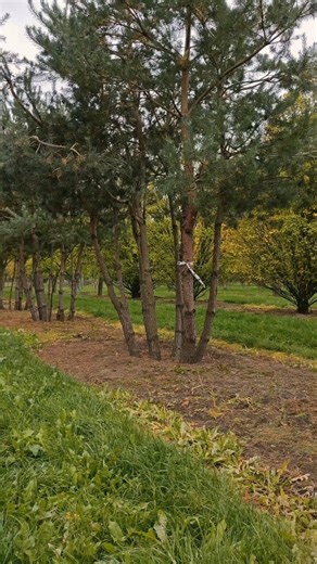 1K views · 108 reactions | Pinus sylvestris TREEVOLUTION ('Woodside Forest') #landscapedesign #gardendesign #gardeninspiration #sustainablelandscaping #landscapearchitecture #landscaping #treelovers | Van den Berk Nurseries | Facebook