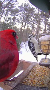 cardinal and downy woodpecker ❤️🖤🤍 @birdfy_by_netvue⁩ #birdfy