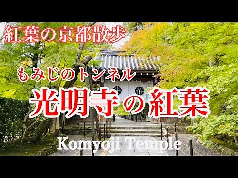 2024年11月10日 京都の紅葉🍁散策 色づき始める光明寺を歩く Walking around Komyo-ji Temple,Kyoto 【4K】
