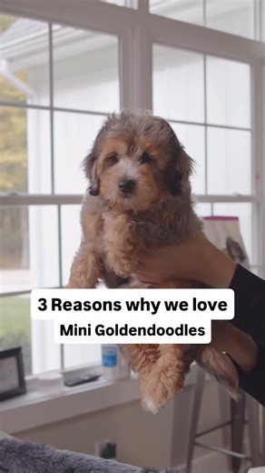 Mini Goldendoodles have been winning hearts here for a reason… actually, three reasons 🐶✨ 🐶First, they are incredibly friendly and social. Mini Goldendoodles love being with their people, tagging along for family plans and bringing that happy, goofy energy into every room. 🐶Second, they are usually easy to live with. Many have soft, often low shedding coats and an adaptable nature that works well for families, couples and first time puppy parents. 🐶Third, they are smart and eager to please, 