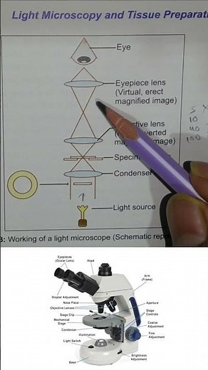 How to work light microscope short video | Ray diagram | bright field microscopy working short video