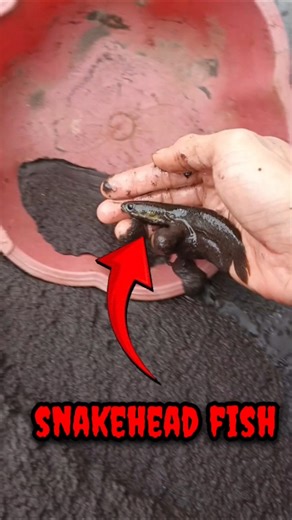 HOW TO CATCHING SNAKEHEAD FISH,beautiful snakehead- SNAKEHEAD FISH #shorts #fish #channa #viralvideo