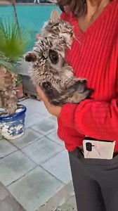 Update - it turns out this beautiful kitty is actually a girl. She’s getting veterinary care and is now sponsored and named Kiwi by Sophie Schmidt. Thanks so much Sophie. ———————————————————————— Yesterday, Dawn and Mark were home after locking up from the park when the cameras alerted them to yet another person dumping. They drove up to the park to find this poor sweet little boy. He’s full of infection and should have been taken to a vet, not to an overcrowded shelter. Shockingly after Dawn cl