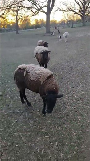 Ready for the Ton. 🐑🤣🐑 #sheep #sanctuary #funny #bridgerton #360 #ton #music #lobe #nature #animals