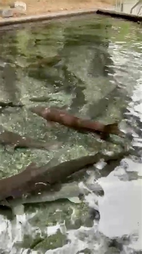 🐟 Growing Our Knowledge to Grow Your Success 🌊 The 2025 Coldwater Fish Culture Course in Hagerman, Idaho, was a resounding success! A huge thank you to the University of Idaho’s Aquaculture Research Institute and Jake Bledsoe for bringing together an incredible group of aquaculture specialists, professionals, and students to explore the complexities of coldwater fish rearing. We’re proud that two of our own, Laura Horowitz and Christa Rice, attended this invaluable weeklong training. The cours