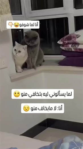 شبكة الصين (@chinanetwork)’s videos with original sound - شبكة الصين