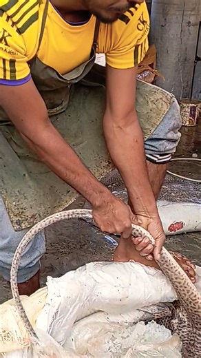 বিশাল 100 কেজি সাইজের শাপলা পাতা মাছ।🐬🐠big size String ray fish cutting #fish #fishing #shorts