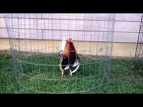 Allen roundhead game fowl