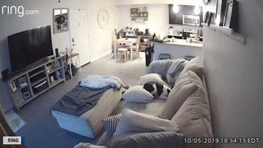 Rudy, the french bulldog, decided to mess up the couch while everyone else was away. | The National Desk - TND