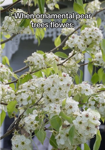 Understanding Ornamental Pear Trees and Their Smell