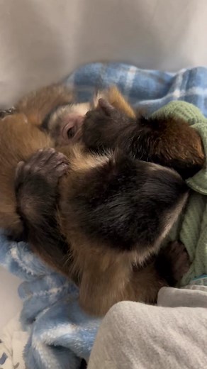 Oliver & Everett just playing, Oliver can’t wait until Everett’s just a little bigger & can really play with him! #oliverlincoln #sweetmonks #playing #adorable #babymonks #capuchin #monkey #monkeysoftiktok