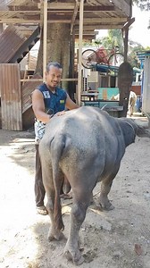 jumpa satelit puaka | Mex mohicanz exotic