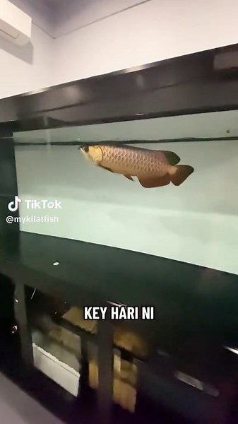 Cara Setup Akuarium Arowana Baru yang Tepat