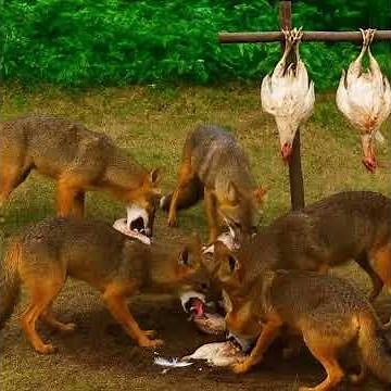 How to Catch a Fox Using Broiler Chicken | Real Village Trap Setup