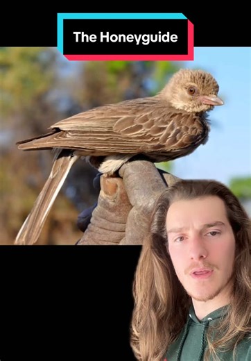 Discover the Fascinating Honeyguide Bird