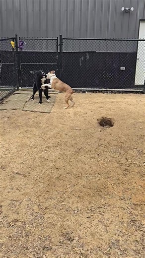 Cowboy and Stella had the BEST time over the Christmas holiday! This sweet boy wanted to play with every dog he met and even knows a handful of basic commands! | Stay Golden Dog Care