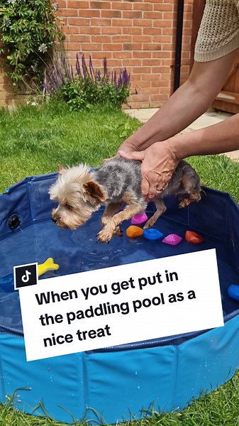 Elsie the Yorkie on TikTok