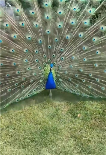 Hilarious Peacock Moments: A Comedy of Nature