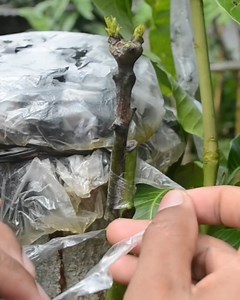 250K views · 3.1K reactions | whip grafting mango tree | Grafting Examples | Facebook