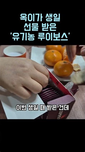 옥이가 마셔보는 건강차 100% 유기농 루이보스 (생일 선물 인증🎁)"