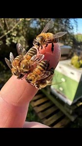 I need 67 hellos!! from Bees Lover ,,Thank you!!The bee family❤️🐝 | Bees Lovers