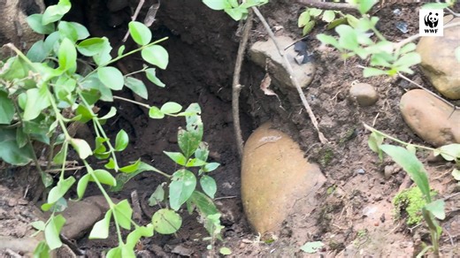 13K views · 220 reactions | This #WorldHabitatDay, step into the world of the pangolins, one of nature’s most trafficked yet least understood creatures. Watch how dedicated individuals are working tirelessly to protect this unique species, restore its habitat, and bring it back to the ecosystem where it belongs. Together, we can help the pangolin thrive once again, in the wild, where it’s meant to be. #WWFPakistan #PangolinConservation #RestoreNature | WWF-Pakistan | Facebook