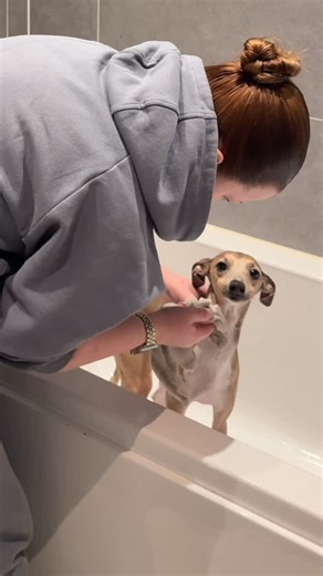 Maisy and Rupert on Instagram: "anyone lose feel like they’re playing nintendogs when they bathe their dog 🫧 - #italiangreyhound #explore #reel #dog"