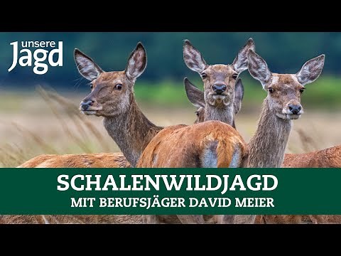 Exciting big game hunting with a professional hunter | Expert tips | Red deer | Roe deer | Wild boar