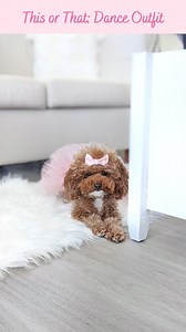 Wait to see my puppy pirouettes!🩰 Ballerina tutu, I Dream of Maggie hand-smocked dress, Sweet on You hairbow, Olivia hairbow: @poshpuppy • 'CHIFFON' for 35% off #thisorthat #dogfashion #dogswearingclothes #toypoodle #maltipoos #doggo #doggosdoingthings #doodletales #doodlesoftheworld #maltesepoodle #cutedog #petfashion #dancingdog #ellenratemydog #buzzfeeddogs #puppygram | Chiffon (Charlotte Chiffon)