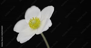 Rotation of the white blooming anemone flower. Close-up. Isolated