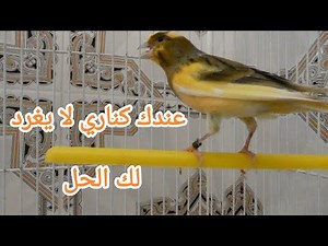 تغريد كناري Chant Canaris singing canaries