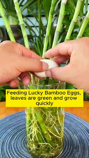 1.8M views · 10K reactions | Tips to help stimulate tree roots #gardening #garden #gardeningtips #gardenlife #gardeninspiration #gardenideas #gardenlove #gardendesign #gardenersofinstagram #gardenersworld #garden_styles #gardenphotography #gardenlovers #gardenerslife #gardenart #gardenbeauty #gardensofinstagram #gardenplants #gardenviews #gardenersparadise #gardenista #gardeningcommunity #gardenloversclub #gardenaddict #gardeners #gardenerslife | Gardening Tips | Facebook