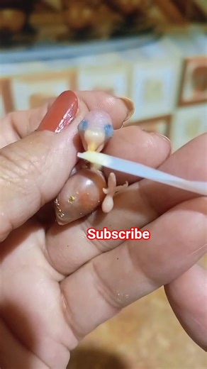 Baby Budgie Growth Stages #shorts #birds #growth #stage