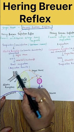 Hering Breuer Reflex #respiratorysystem #shorts #youtubeshorts