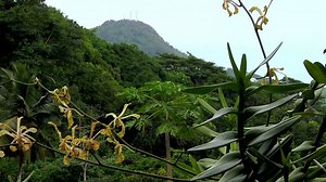 Tropický deštný les na Seychelách - ČT edu - Česká televize