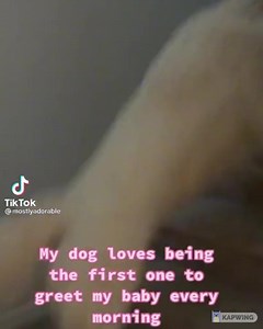 I love this so much 🥺 🐶 🥰 . 🎥 @tacothepolarpup . 💵 Puppie Love donates 10% of net profits to dog shelters and rescue groups nation wide. . . . . #puppielove #puppielovebrand #lovepuppies #rescuedogsofinstagram #rescuedogs #rescuepup #dogs #dogsofinstagram #dogsdaily #dogslover #dogsarefamily #clothingbrand #clothing #puppielovers #lovepuppy | Puppie Love