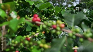Arabicas Coffee Tree on Coffee tree at Doi Chaang in Thailand, Coffee bean Single origin words class specialty.
