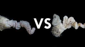 The Wild Truth About Duck Mating