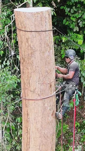 Professional Tree Cutting Services for Your Property