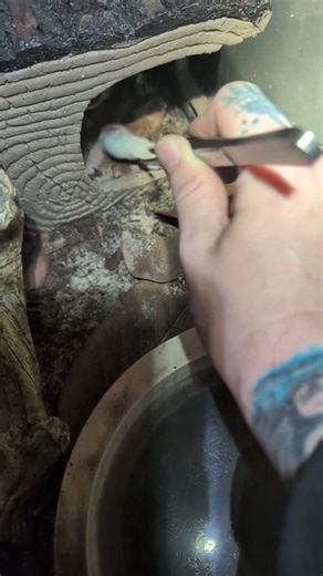 Giant Sonoran Desert Toad eating a mouse. #foryou #highlights #mustwatch #trending #toad #shorts