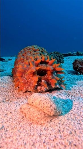 😂 “sand babies” is one way to put it…